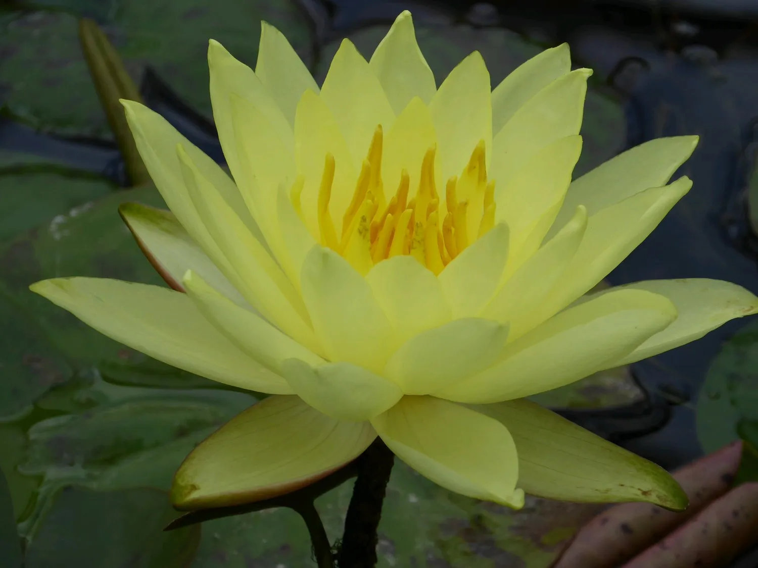 Nymphaea 'Lemon Mist' Water Lily