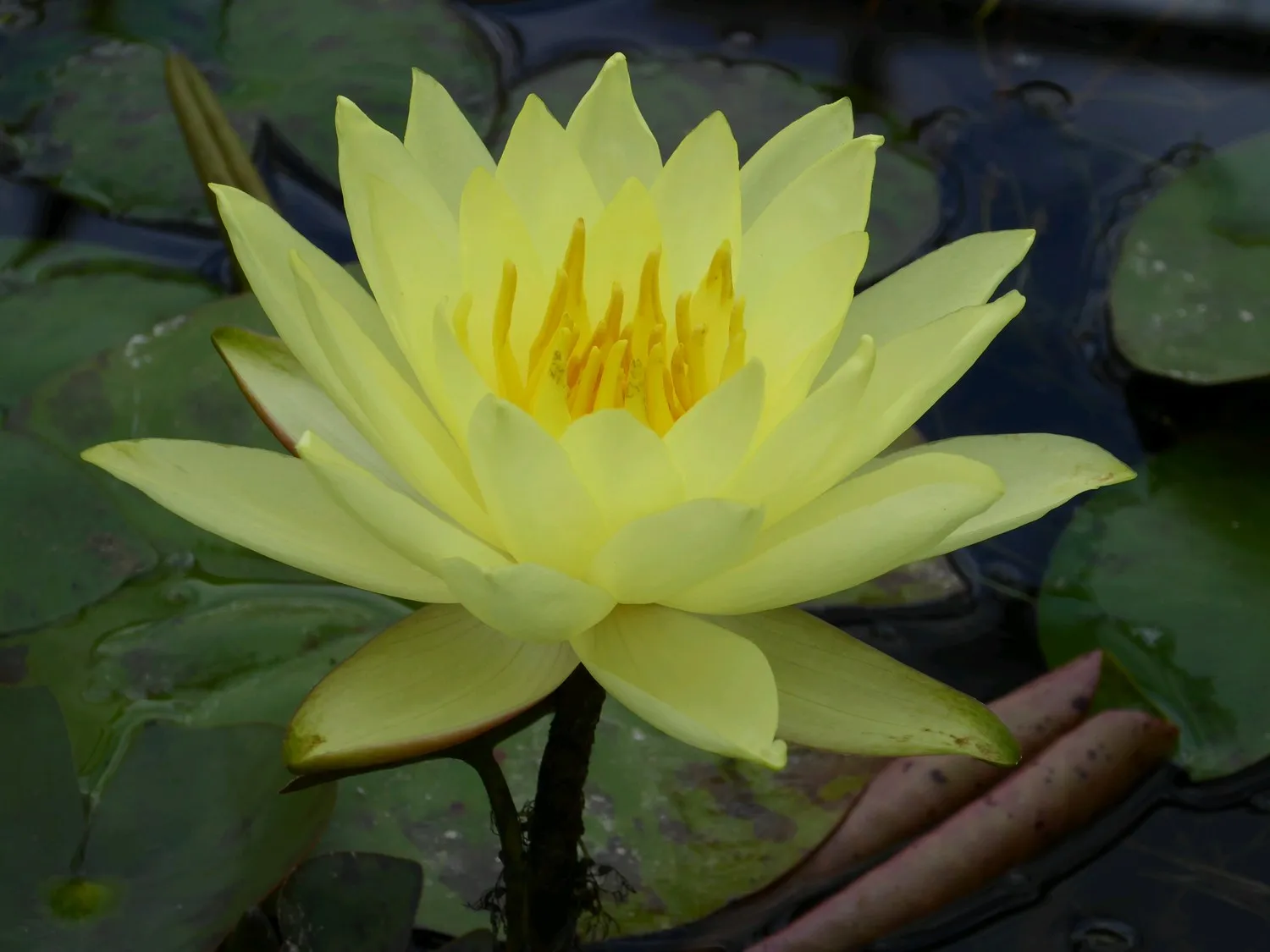 Nymphaea 'Lemon Mist' Water Lily