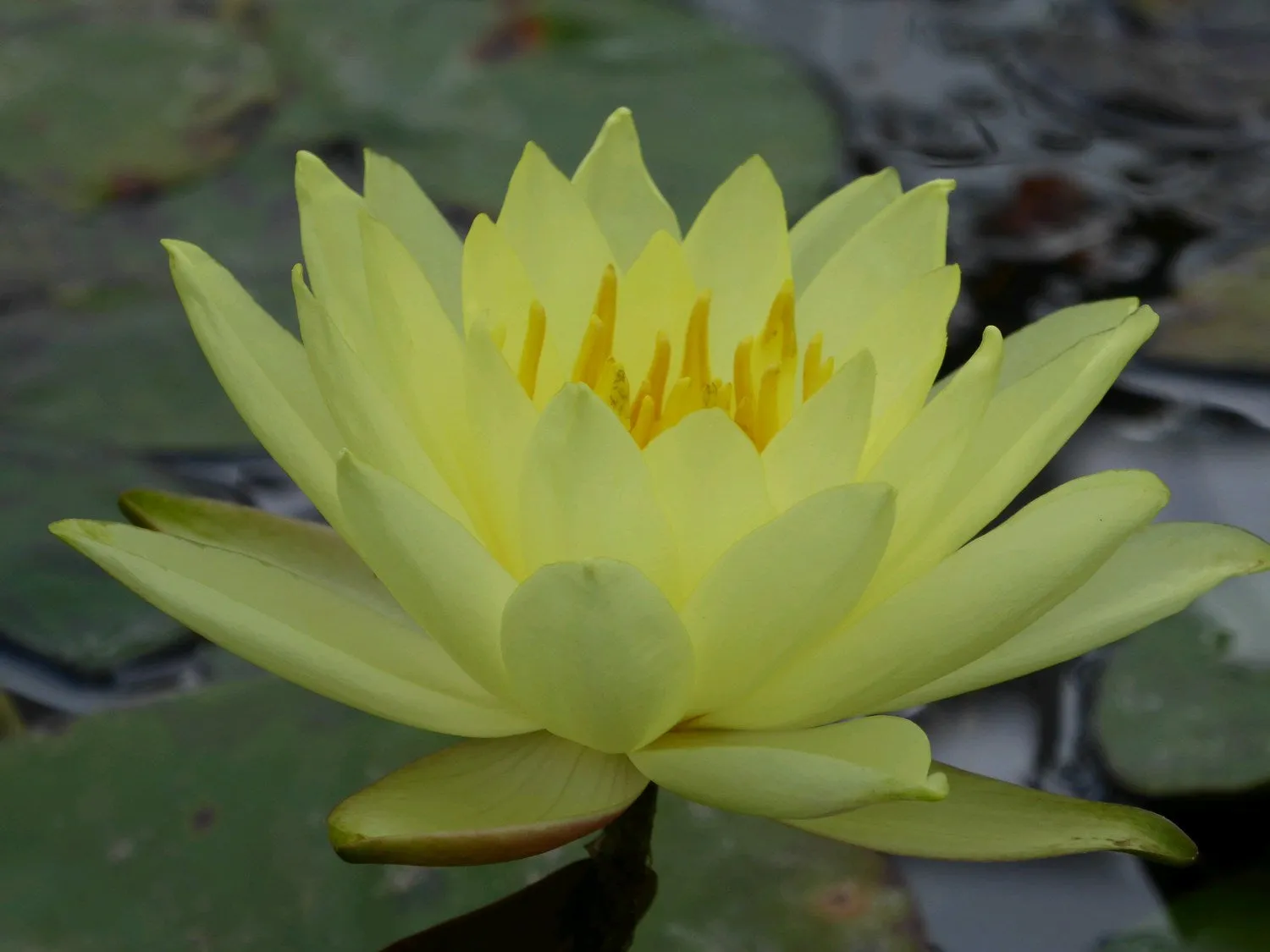 Nymphaea 'Lemon Mist' Water Lily