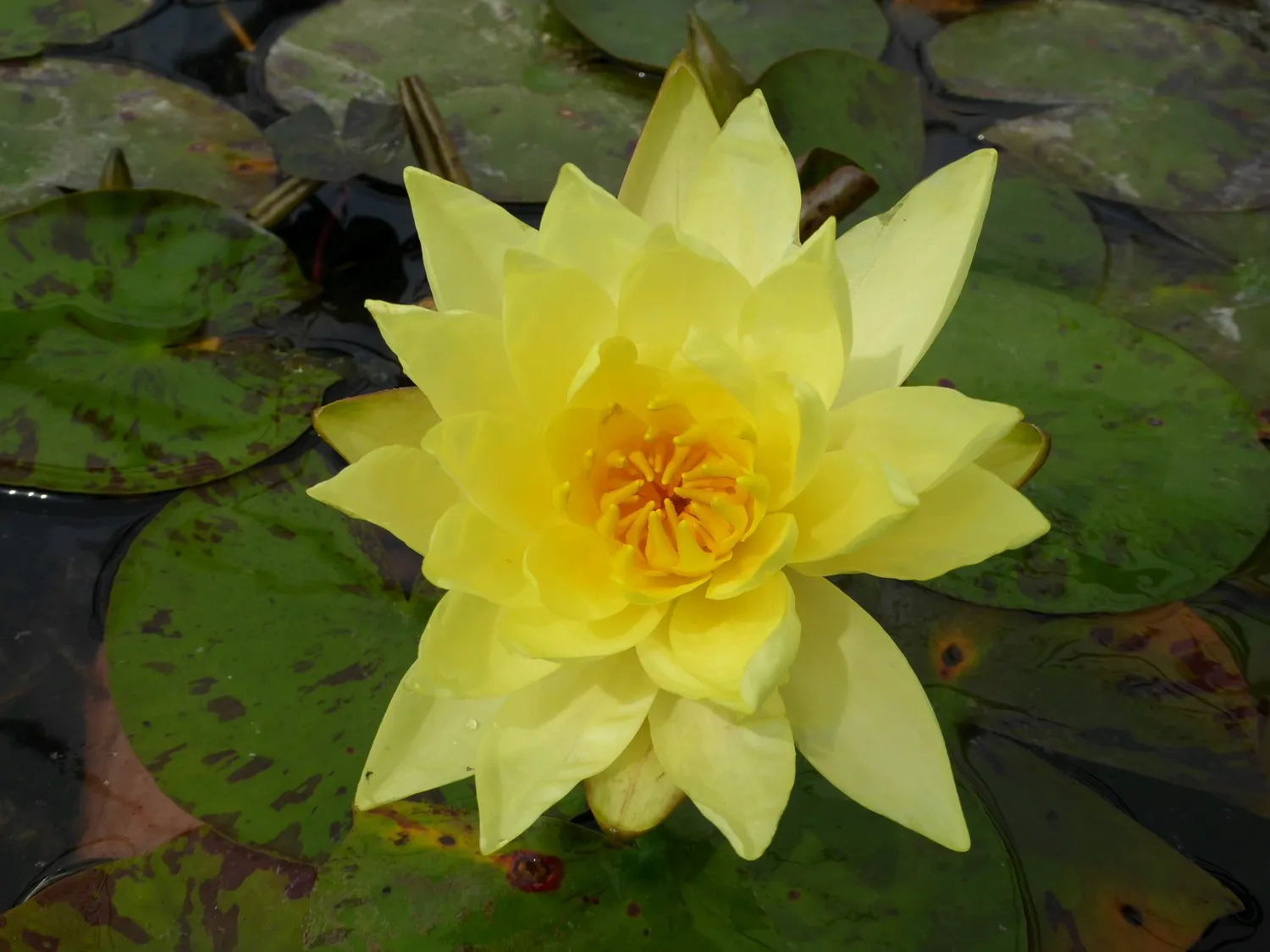 Nymphaea 'Lemon Mist' Water Lily