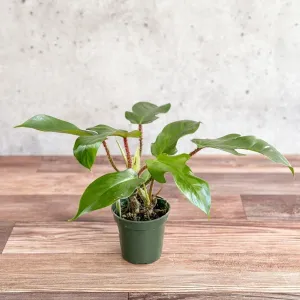 Philodendron squamiferum - Red Bristle Philodendron -4 Inch